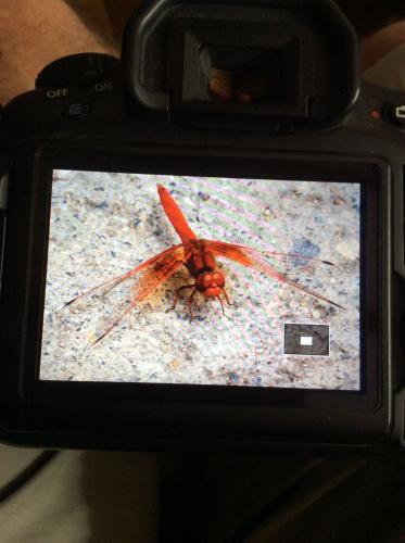 Réf. 185 852 : Trithemis kirbyi
