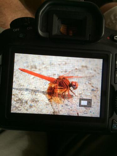 Réf. 185 853 : Trithemis kirbyi