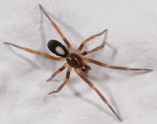 Réf. 185 055 : Pritha sp.