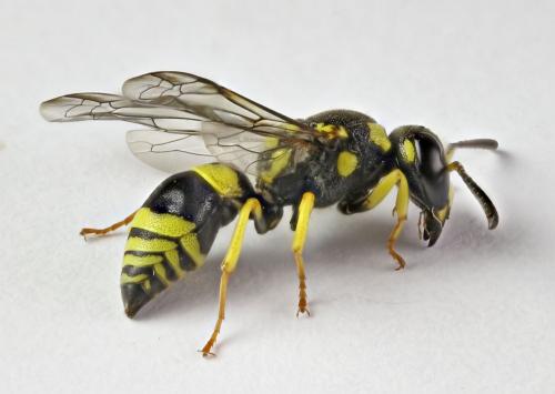 Ancistrocerus auctus