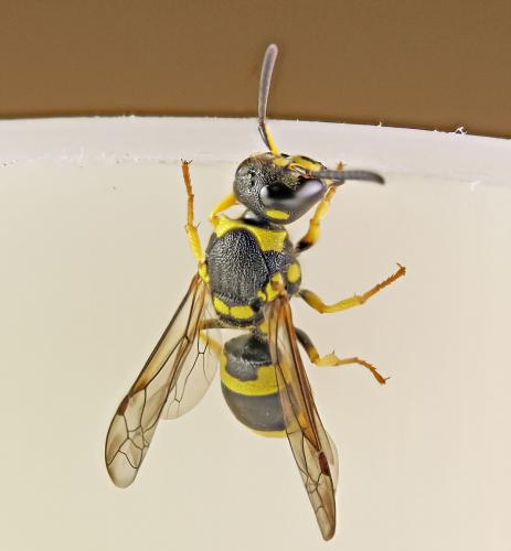 Ancistrocerus auctus