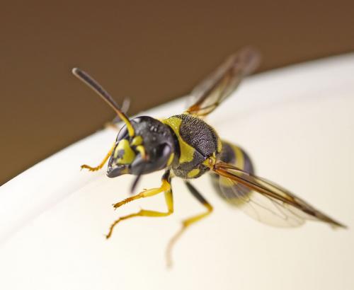 Ancistrocerus auctus