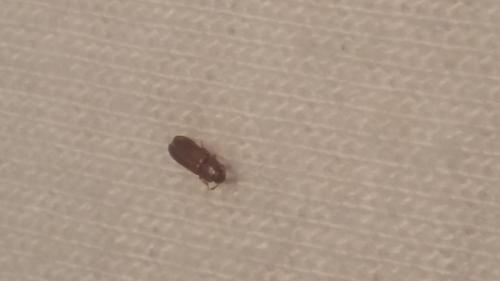 Tribolium sp.