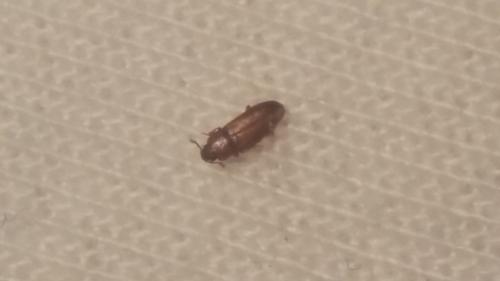 Tribolium sp.