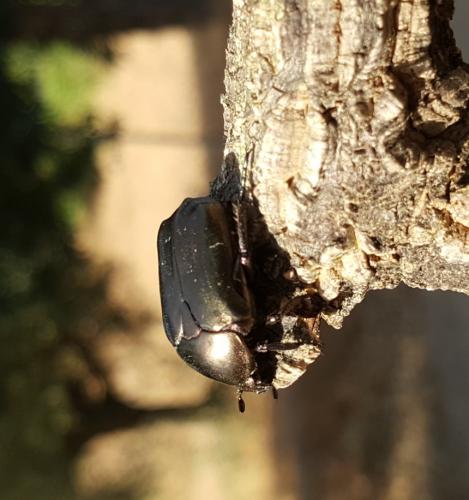 Réf. 185 590 : Potosia cuprea