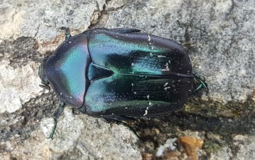 Réf. 185 584 : Potosia cuprea