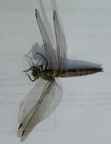 Orthetrum cancellatum