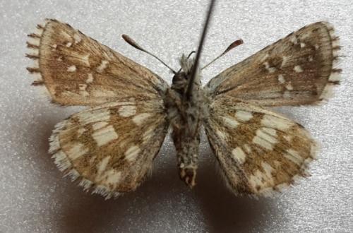 Réf. 185 949 : Pyrgus serratulae