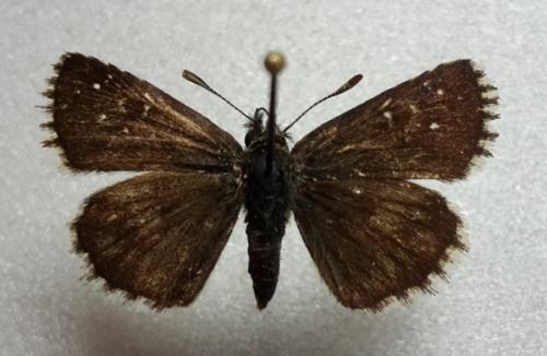Réf. 185 947 : Pyrgus serratulae