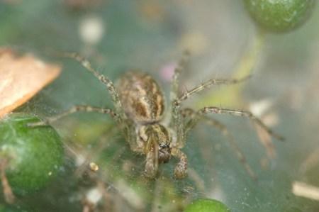 Réf. 185 591 : Allagelena gracilens