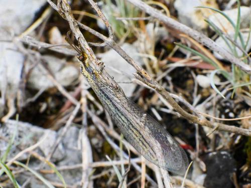 Macronemurus appendiculatus