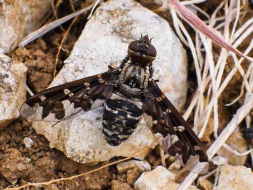 Exoprosopa jacchus
