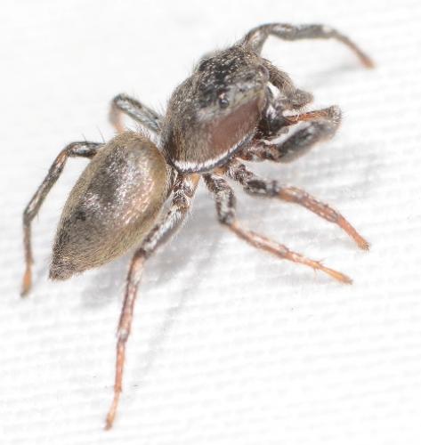 Heliophanus patagiatus
