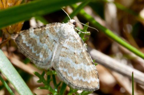 Perizoma albulata