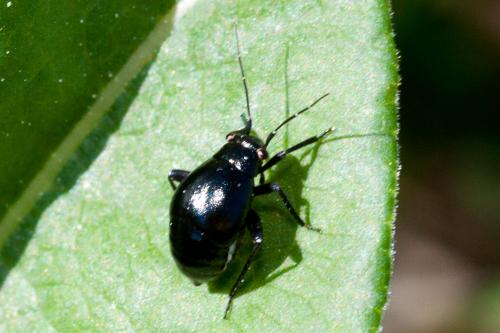 Euryopicoris nitidus