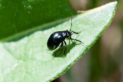 Euryopicoris nitidus