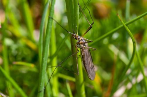 Nephrotoma appendiculata
