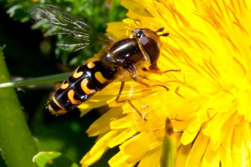 Réf. 185 114 : Scaeva selenitica