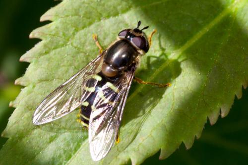 Réf. 185 115 : Dasysyrphus sp.