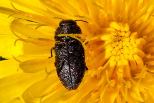 Réf. 185 117 : Anthaxia sp.