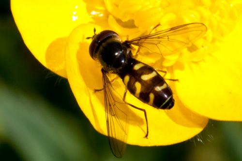 Dasysyrphus pinastri