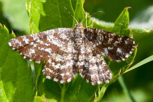 Réf. 185 190 : Ematurga atomaria