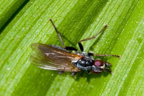 Cordilura sp.