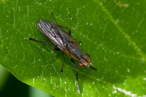 Pherbellia cinerella