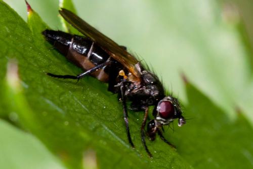 Cordilura sp.