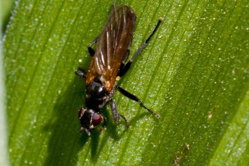 Cordilura sp.
