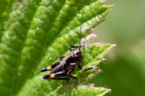 Réf. 185 200 : Tettigoniinae inconnu