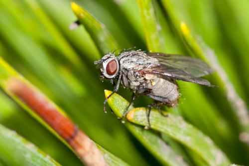 Helina sp.