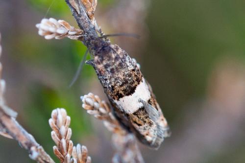 Réf. 185 328 : Epinotia sp.