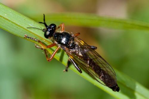 Dioctria sp.