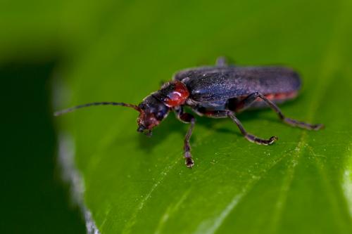 Cantharis fusca