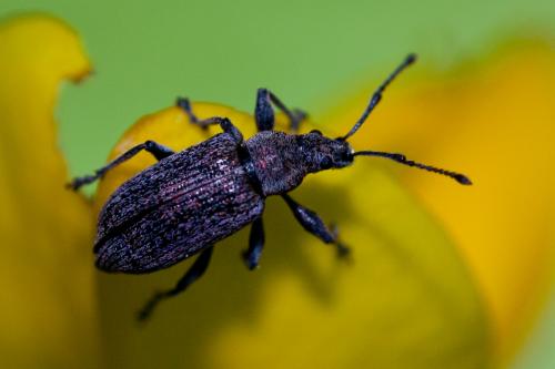 Réf. 185 499 : Phyllobius pyri