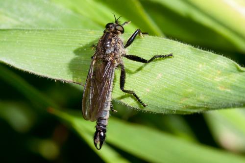 Didysmachus picipes