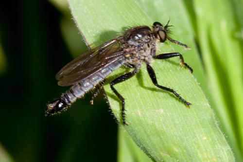 Réf. 185 490 : Didysmachus picipes