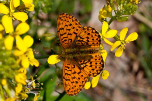 Boloria euphrosyne