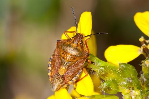 Réf. 185 406 : Carpocoris purpureipennis
