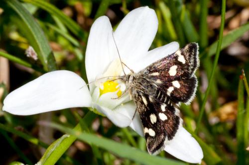 Réf. 185 823 : Eurrhypis pollinalis