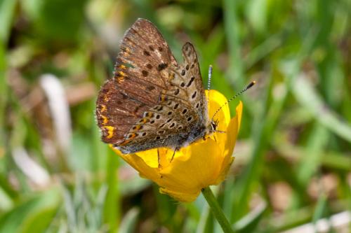 Lycaena tityrus