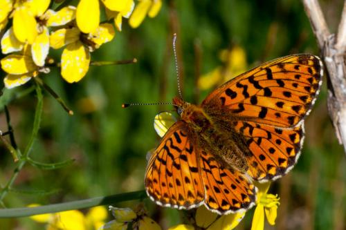 Boloria euphrosyne