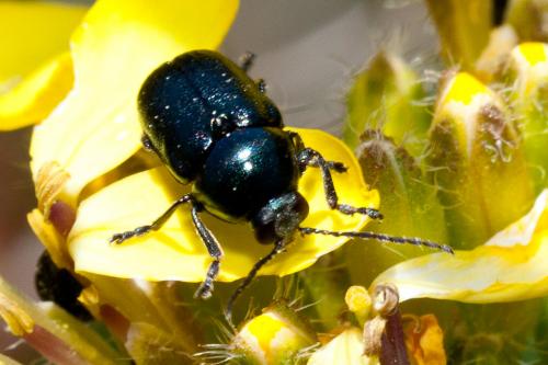 Cryptocephalus sp.