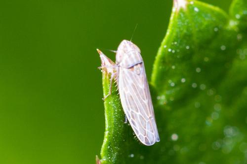 Psammotettix sp.
