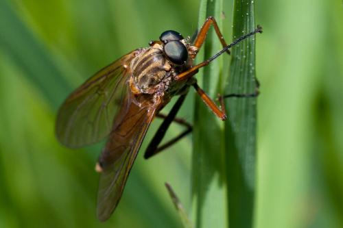 Réf. 185 834 : Rhagio tringarius