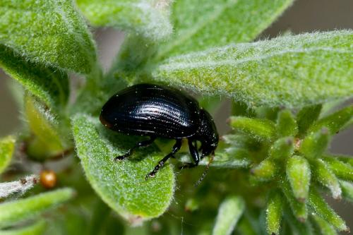 Gonioctena sp.