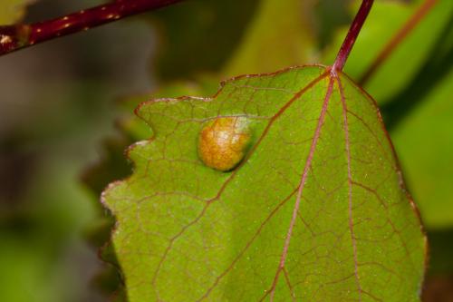 Réf. 185 843 : Phyllocoptes populi
