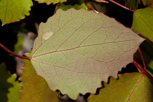 Réf. 185 845 : Phyllocoptes populi