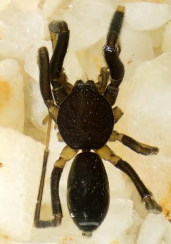 Liophrurillus flavitarsis